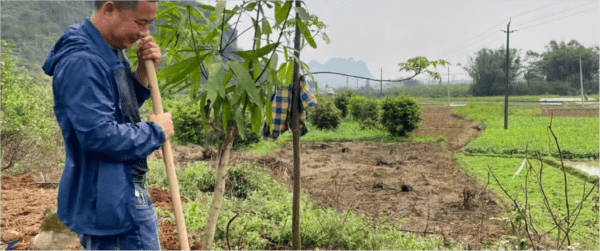 Blessing Tree Adoption