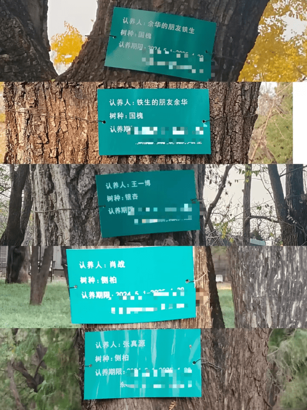 Blessing Tree Adoption