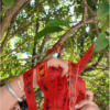 Prayer Ribbon
