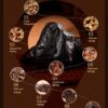 A Choice for Longevity · Chinese Longevity Gift